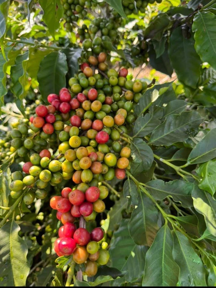 Screenshot_20250411-153557_WhatsApp