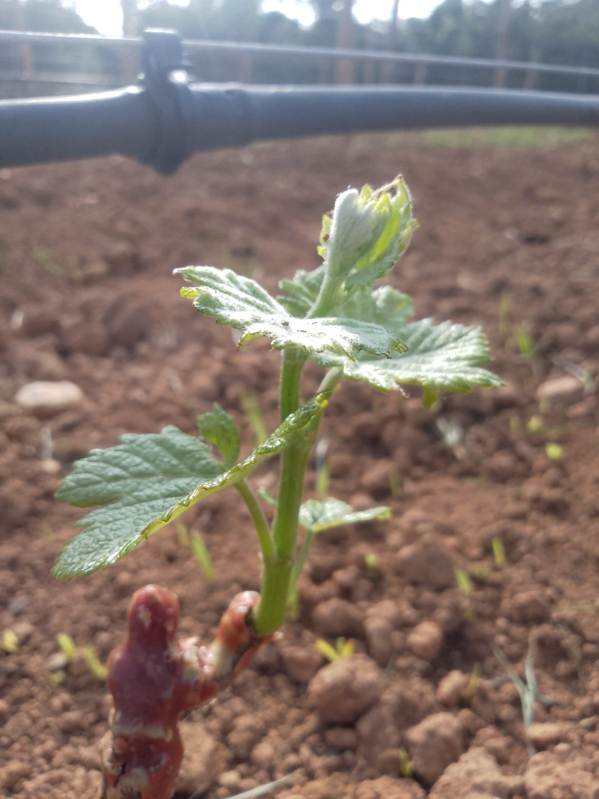 WhatsApp Image 2025-11-24 at 16.41.38 (1)