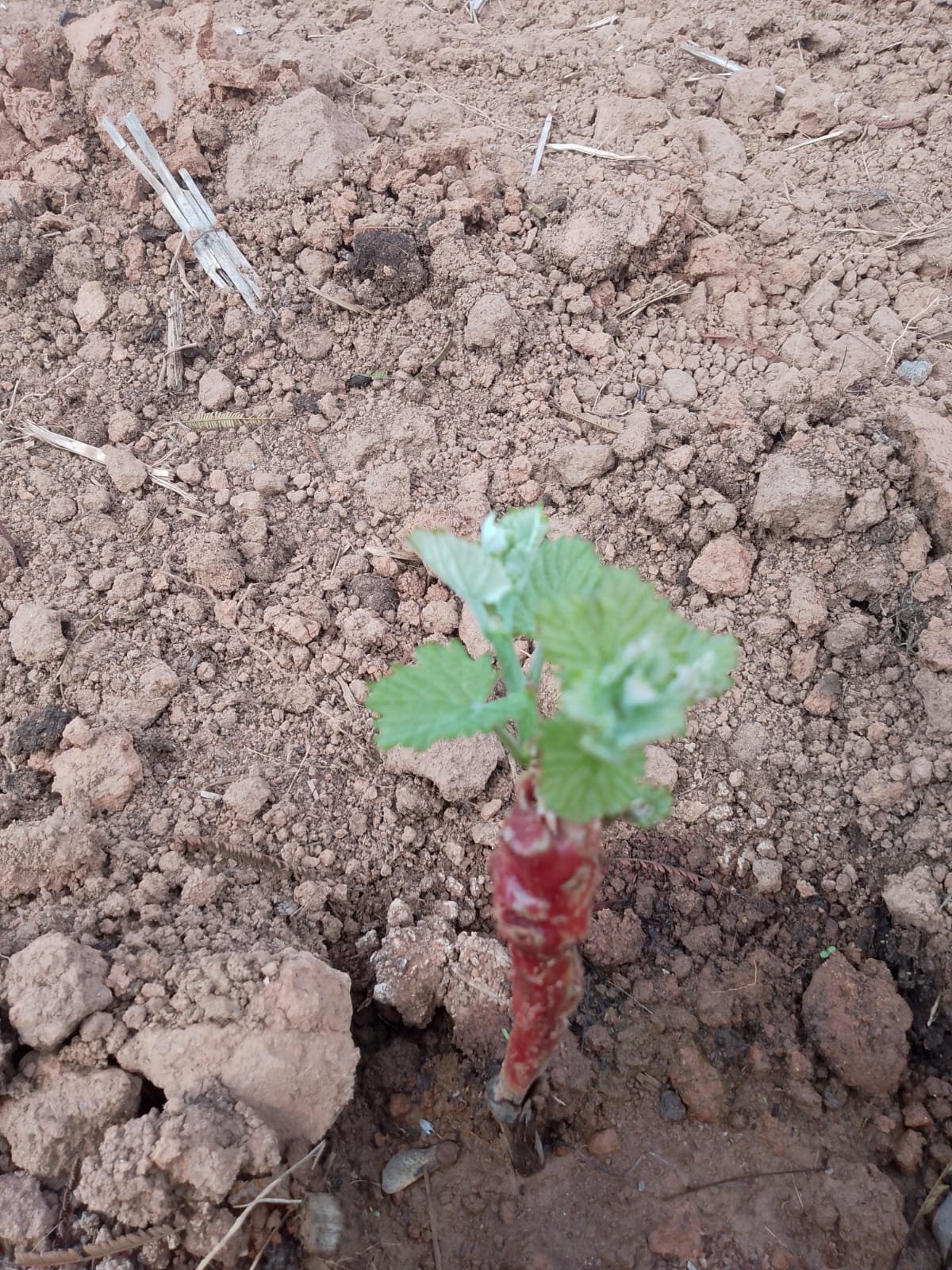 WhatsApp Image 2025-11-24 at 16.41.38